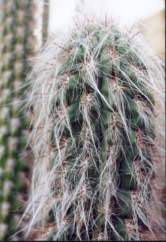 oreocereus_celsianuscuchuingenio